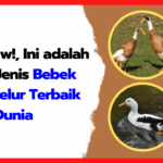 https://share.gemini.google/ADwIkxxkdcai