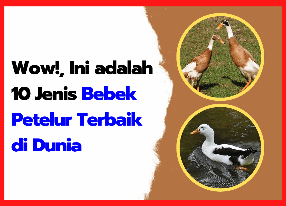 https://share.gemini.google/ADwIkxxkdcai