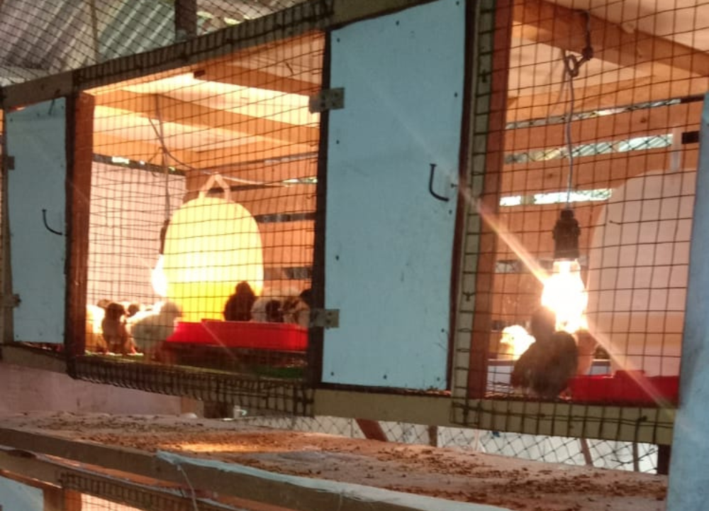 3 Minggu Pertama Masa Keemasan Ayam, Anda Wajib Tahu!
