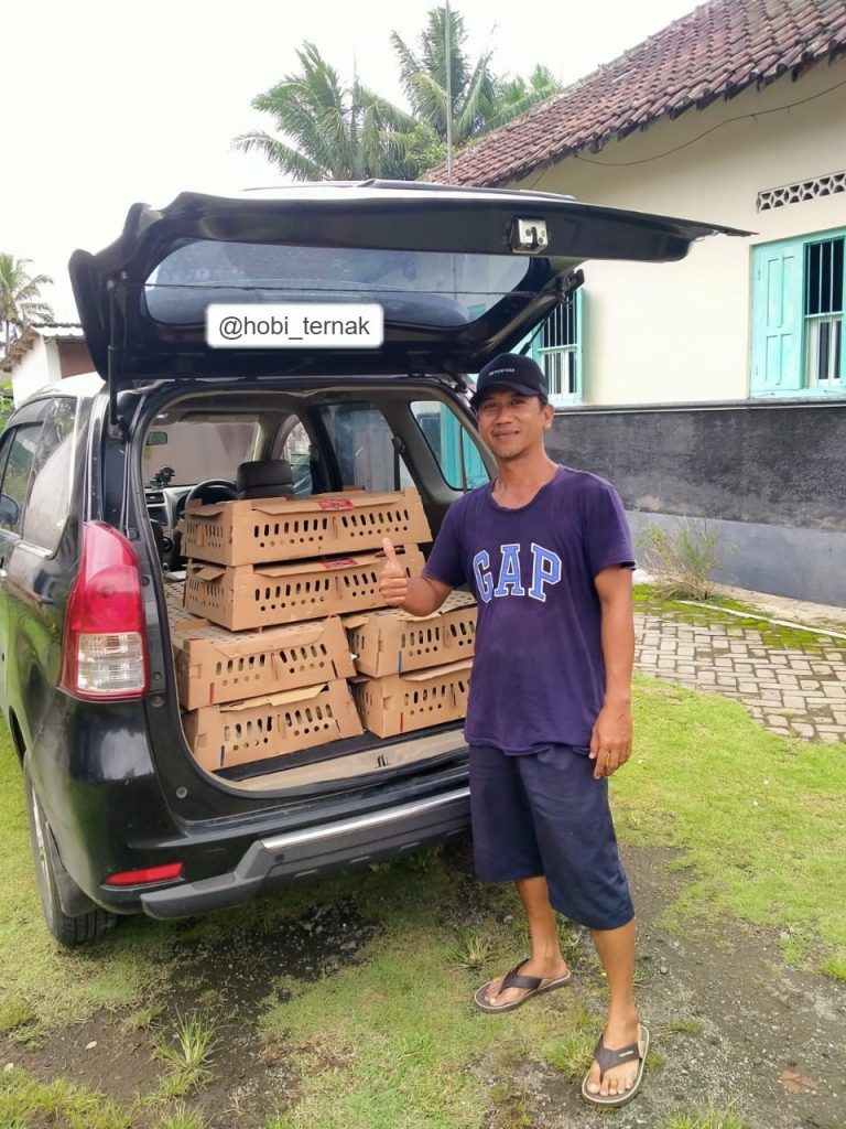 Dokumentasi pengambilan DOC Joper oleh pelanggan hobiternak
