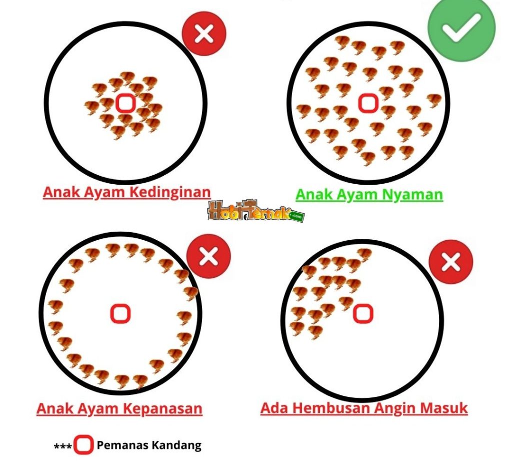 Indikator kenyamanan bibit unggas di dalam kandang brooding
