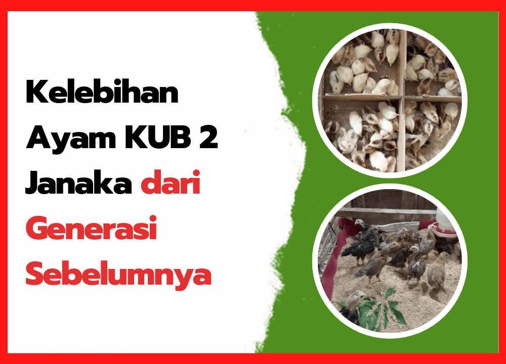 Kelebihan Ayam KUB 2 Janaka dari Generasi Sebelumnya | cover