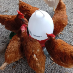 Keuntungan dan Kerugian Ternak Ayam Petelur, Apa Saja?