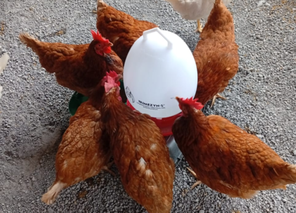 Keuntungan dan Kerugian Ternak Ayam Petelur, Apa Saja?