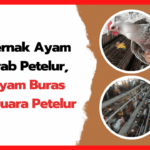 Ternak Ayam Arab Petelur, Si Juara Petelur Ternak-Ayam-Arab-Petelur-Si-Juara-Petelur