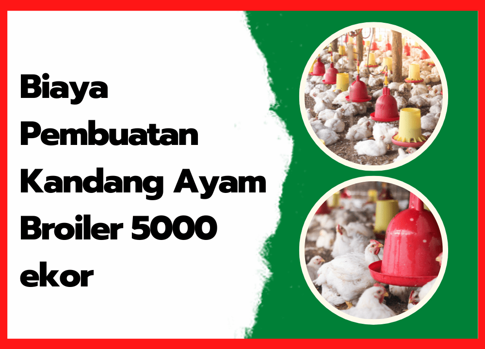 Biaya Pembuatan Kandang Ayam Broiler 5000 ekor ~ cover
