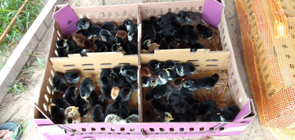 Bibit Ayam KUB