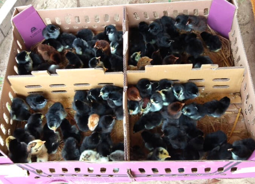 Jual Bibit atau DOC Ayam KUB 1 & 2 Tujuan Wilayah Tangerang, Banten