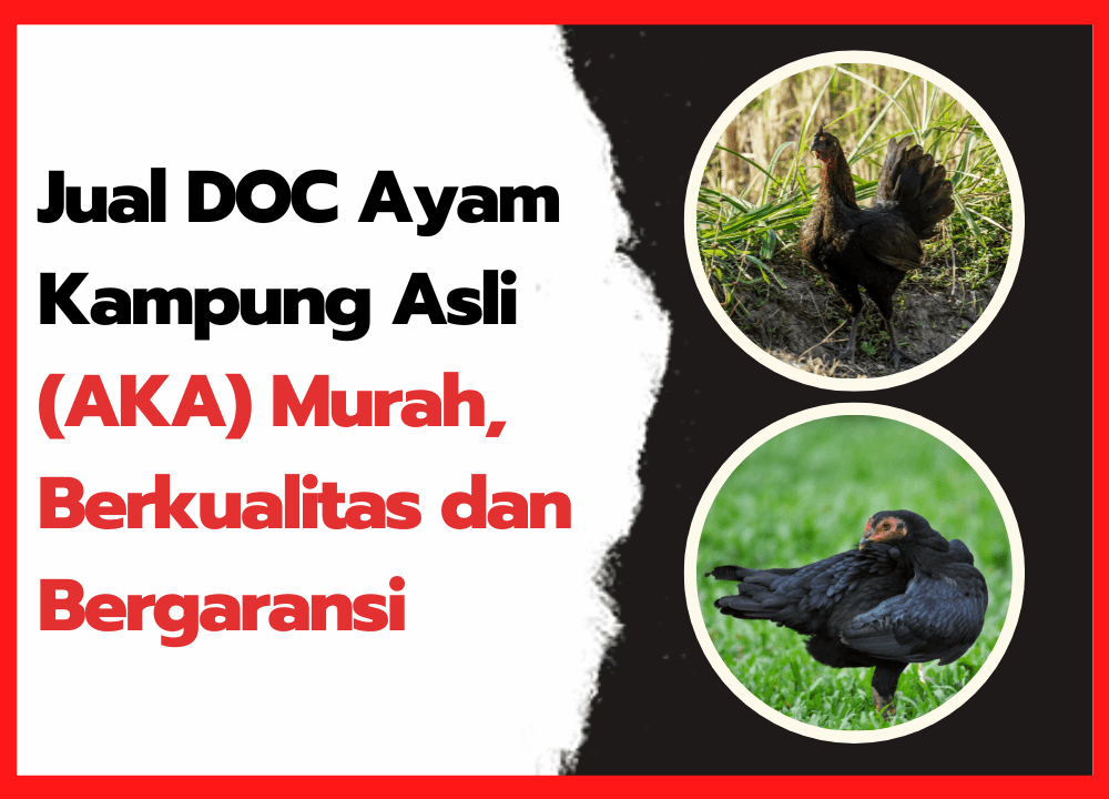Jual DOC Ayam Kampung Asli Murah, Berkualitas & Bergaransi ~ cover