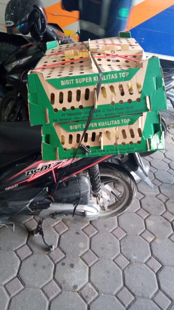 contoh pengambilan 2 Bok DOC mengguanakn motor