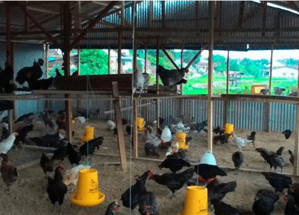 9 Keunggulan Ayam KUB yang Membuatnya Banyak Dipilih Peternak