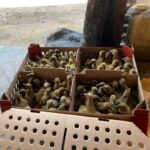 Jual Bibit atau DOD Bebek Mojosari Wilayah Magelang, Jawa Tengah