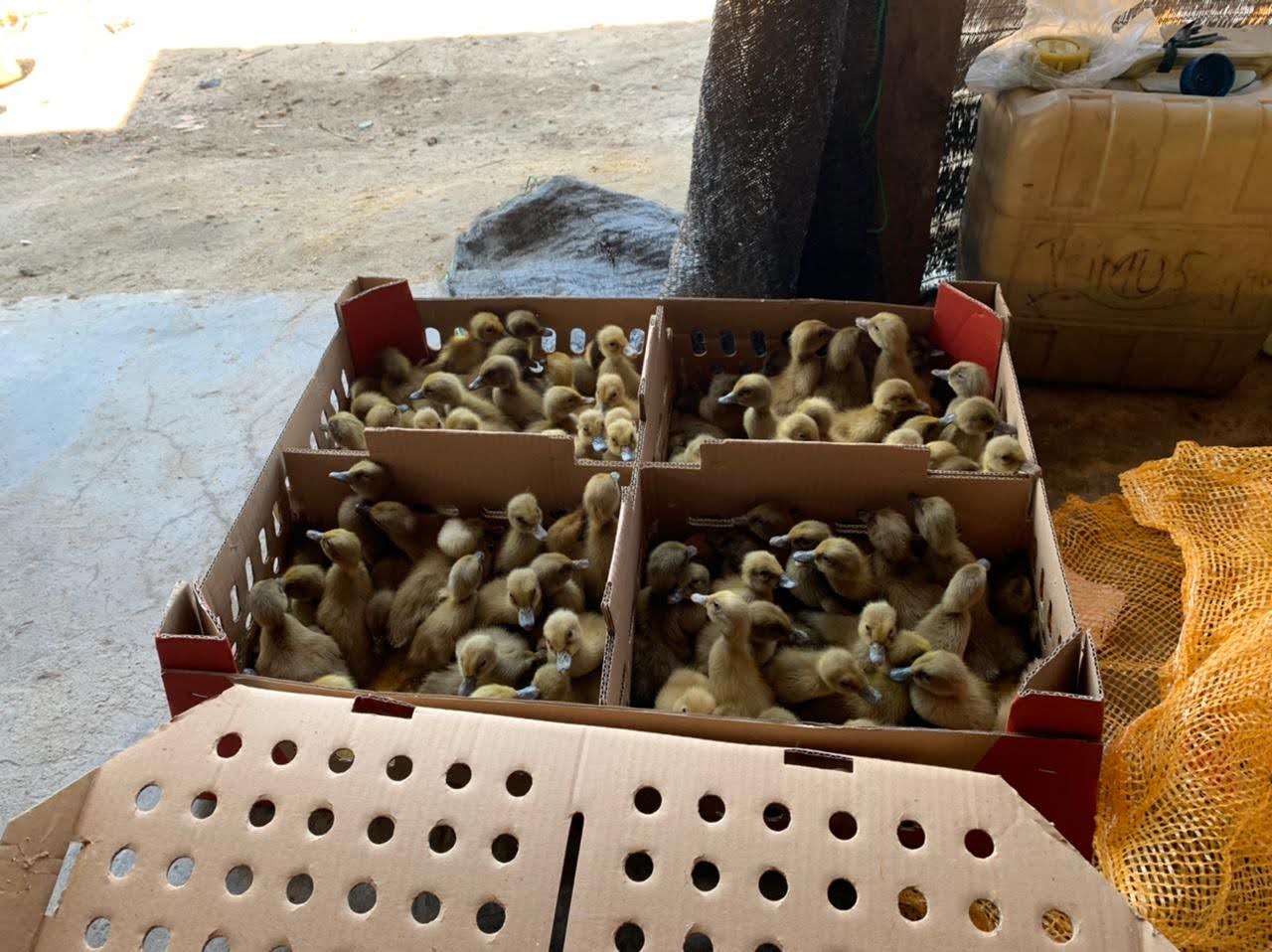 Jual Bibit atau DOD Bebek Mojosari Wilayah Magelang, Jawa Tengah