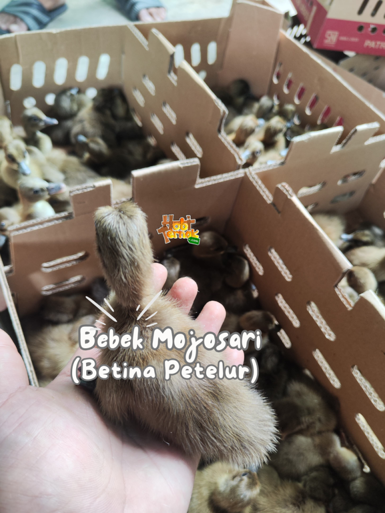 Bibit Bebek Mojosari - Betina Petelur