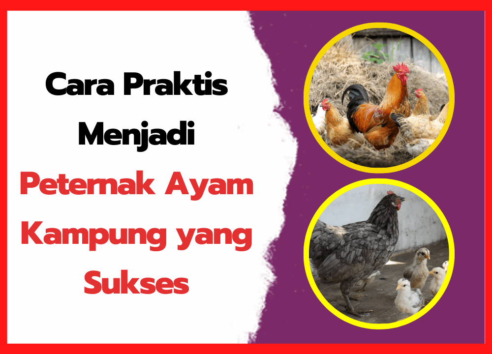 Cara Praktis Menjadi Peternak Ayam Kampung yang Sukses | cover