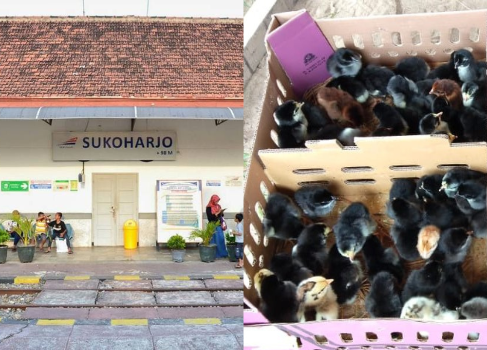 Jual Bibit Ayam KUB 1 & 2 Tujuan Pengiriman Wilayah Sukoharjo, Jawa Tengah