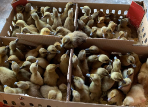 Jual Bibit atau DOD Bebek Mojosari Wilayah Jogja, DIY