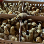 Jual Bibit atau DOD Bebek Mojosari Wilayah Mojokerto, Jawa Timur Jual Bibit atau DOD Bebek Mojosari Wilayah Mojokerto, Jawa Timur