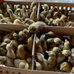 Jual Bibit atau DOD Bebek Mojosari Wilayah Semarang, Jawa Tengah Jual Bibit atau DOD Bebek Mojosari Wilayah Semarang, Jawa Tengah