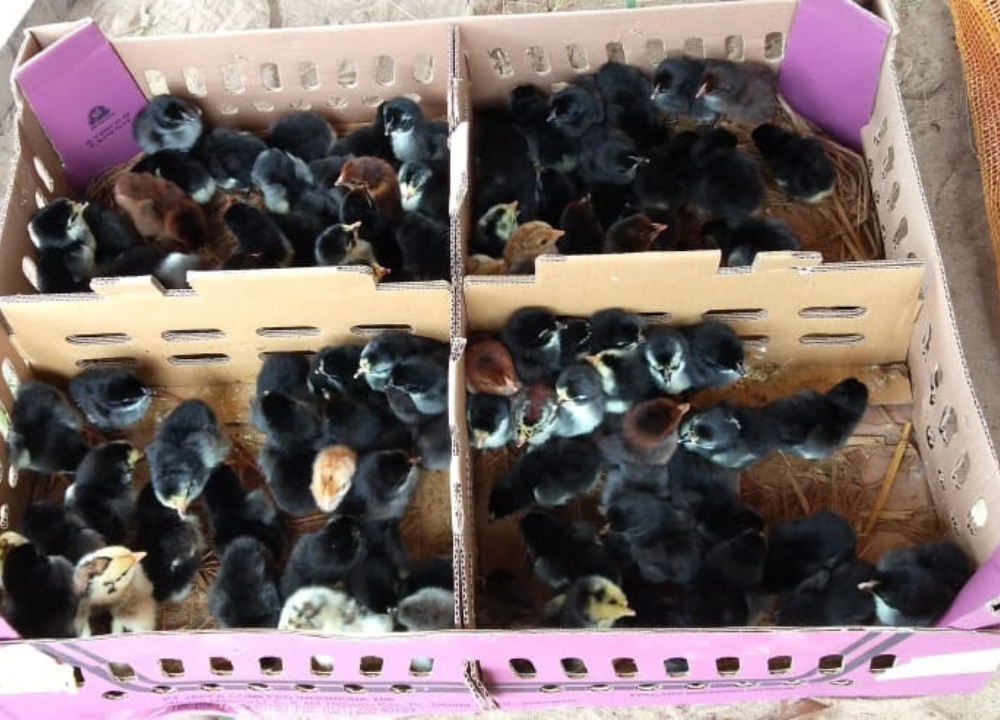 Jual DOC atau Bibit Ayam KUB Wilayah Cibinong, Jawa Barat