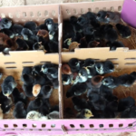 Jual DOC atau Bibit Ayam KUB Wilayah Palembang, Sumatera Selatan
