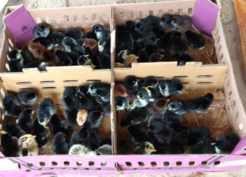 Jual DOC atau Bibit Ayam KUB Wilayah Ponorogo, Jawa Timur