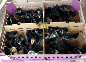 Jual DOC atau Bibit Ayam KUB Wilayah Sleman, DIY