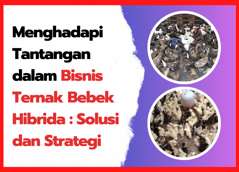 Menghadapi Tantangan dalam Bisnis Ternak Bebek Hibrida Solusi dan Strategi | cover