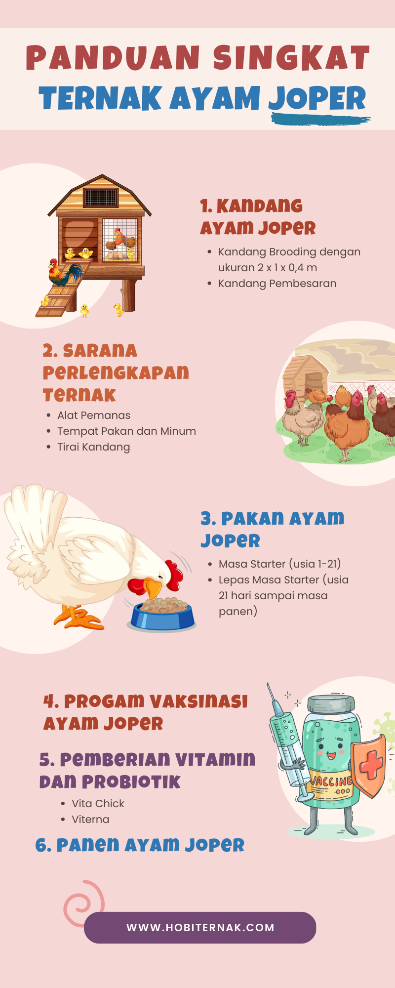 Panduan Singkat Ternak Ayam Joper | infografis