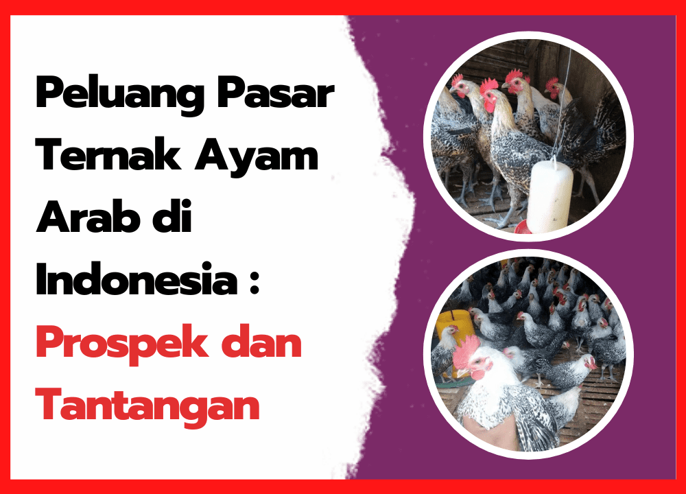 Peluang Pasar Ternak Ayam Arab di Indonesia Prospek dan Tantangan | cover