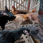 Potensi Bisnis Ayam KUB di Pasar Lokal