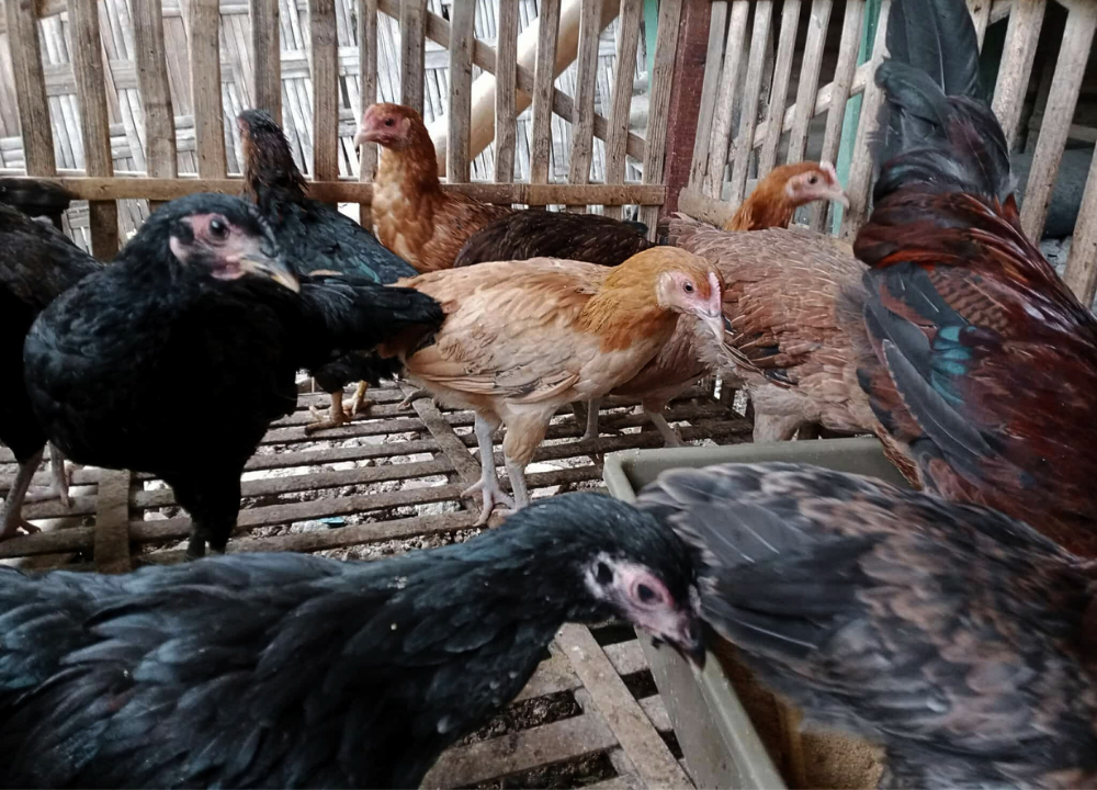 Potensi Bisnis Ayam KUB di Pasar Lokal