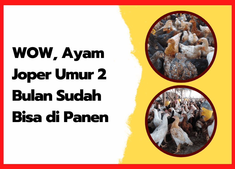 WOW, Ayam Joper Umur 2 Bulan Sudah Bisa di Panen | cover