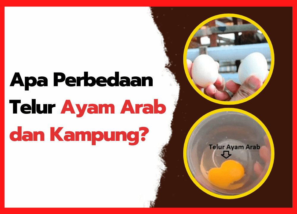 Apa Perbedaan Telur Ayam Arab dan Kampung | cover