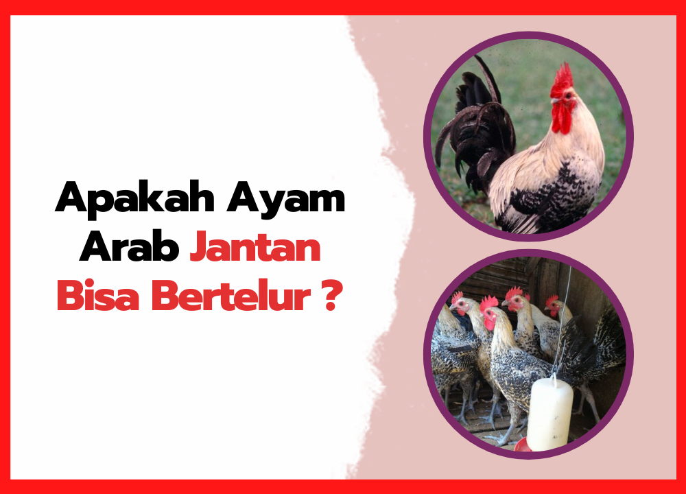 Apakah Ayam Arab Jantan Bisa Bertelur | thumnail