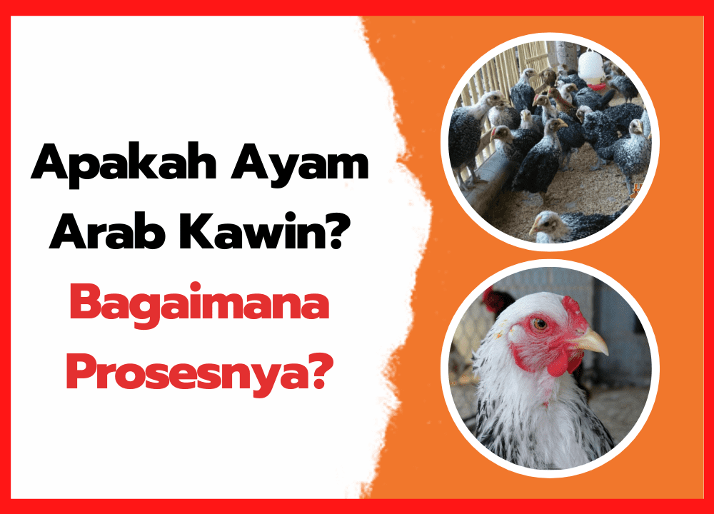 Apakah Ayam Arab Kawin Bagaimana Prosesnya | cover