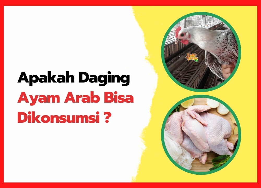 Apakah Daging Ayam Arab Bisa Dikonsumsi | thumnail