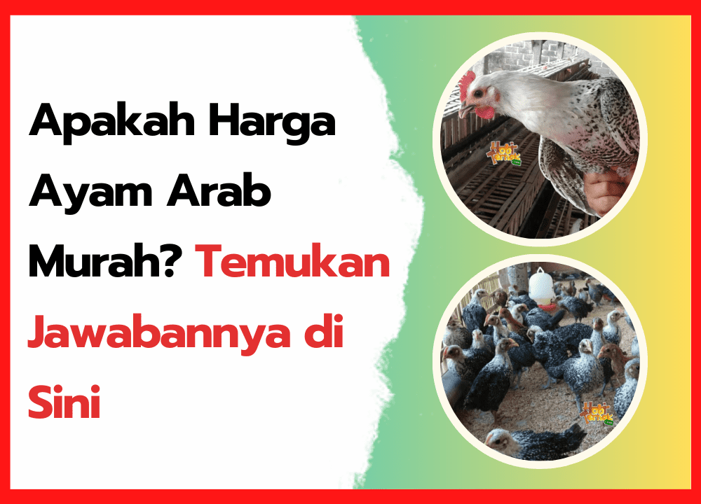 Apakah Harga Ayam Arab Murah Temukan Jawabannya di Sini | cover