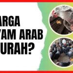 Harga Ayam Arab: DOC dan Pullet, Cek Daftar Harganya Ayam Arab