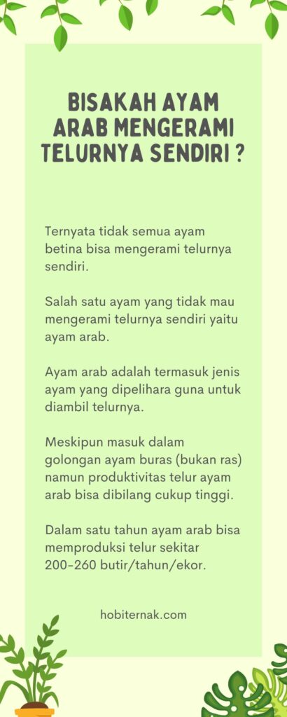 Bisakah Ayam Arab Mengerami Telurnya Sendiri