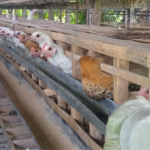 Bisakah Ayam Arab Mengerami Telurnya Sendiri?