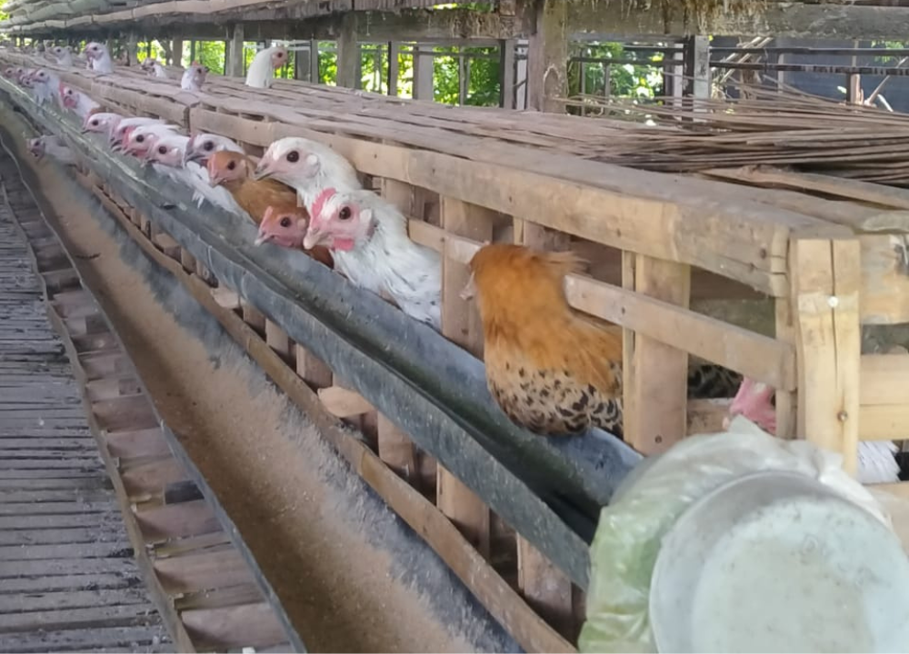 Bisakah Ayam Arab Mengerami Telurnya Sendiri?