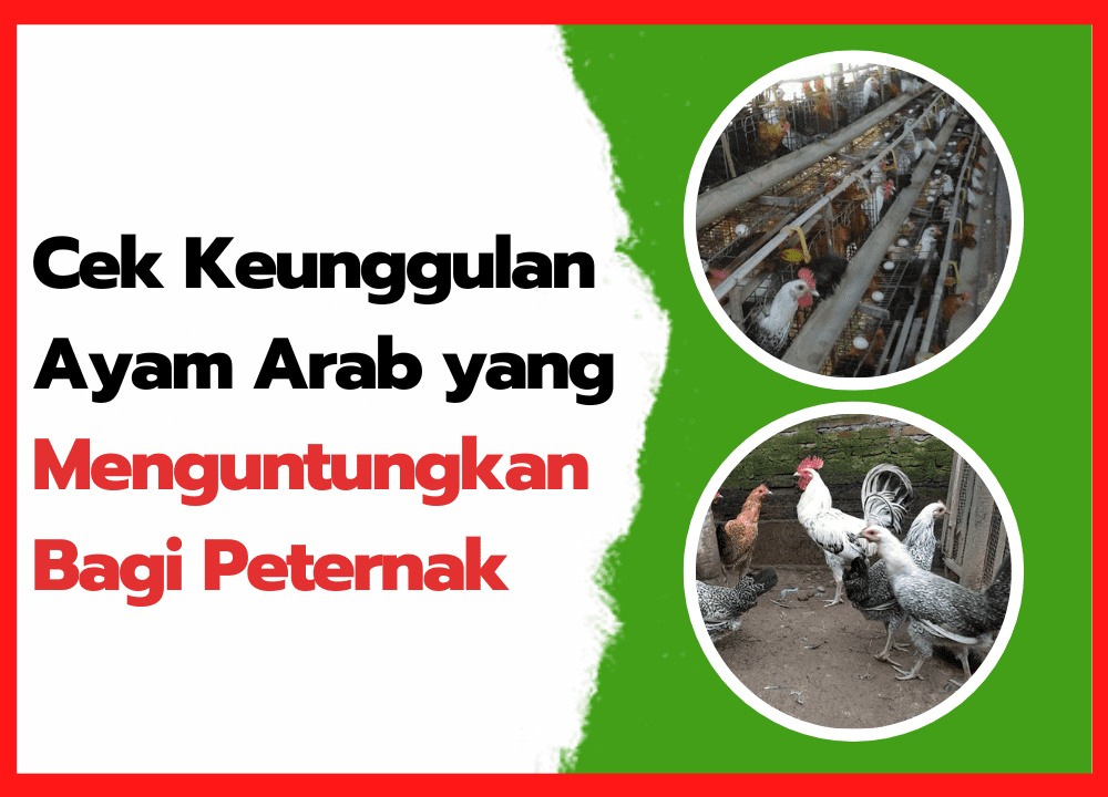 Cek Keunggulan Ayam Arab yang Menguntungkan Bagi Peternak | cover