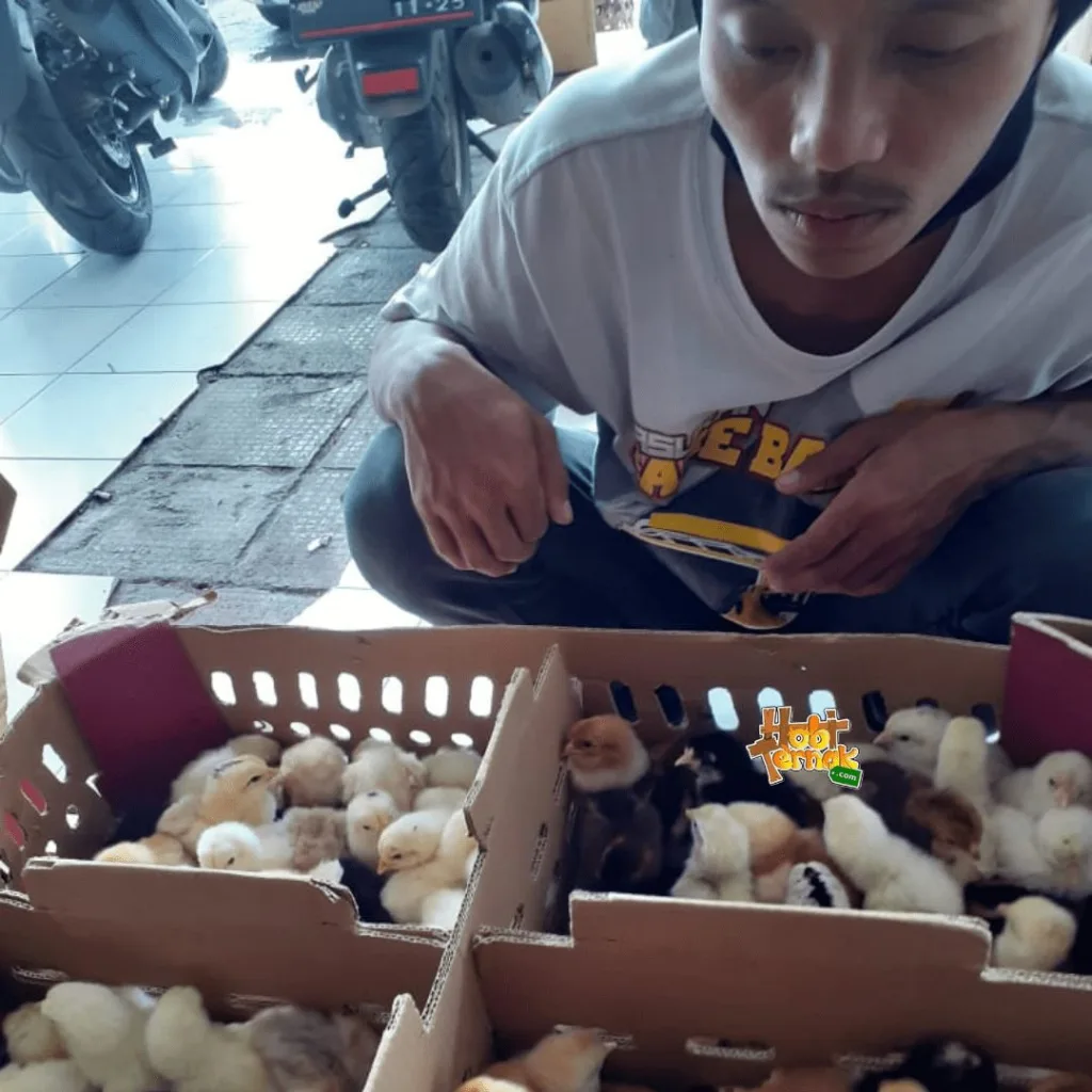 Peternak yang sedang menerima pesanan doc jopernya lalu mengecek keadaan doc apakah ada yang mati atau tidak
