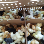 Update Terbaru Harga DOC Ayam Joper 1 Box ?