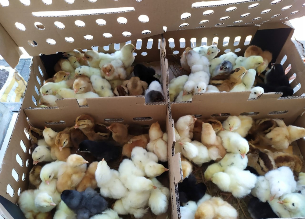 Update Terbaru Harga DOC Ayam Joper 1 Box ?