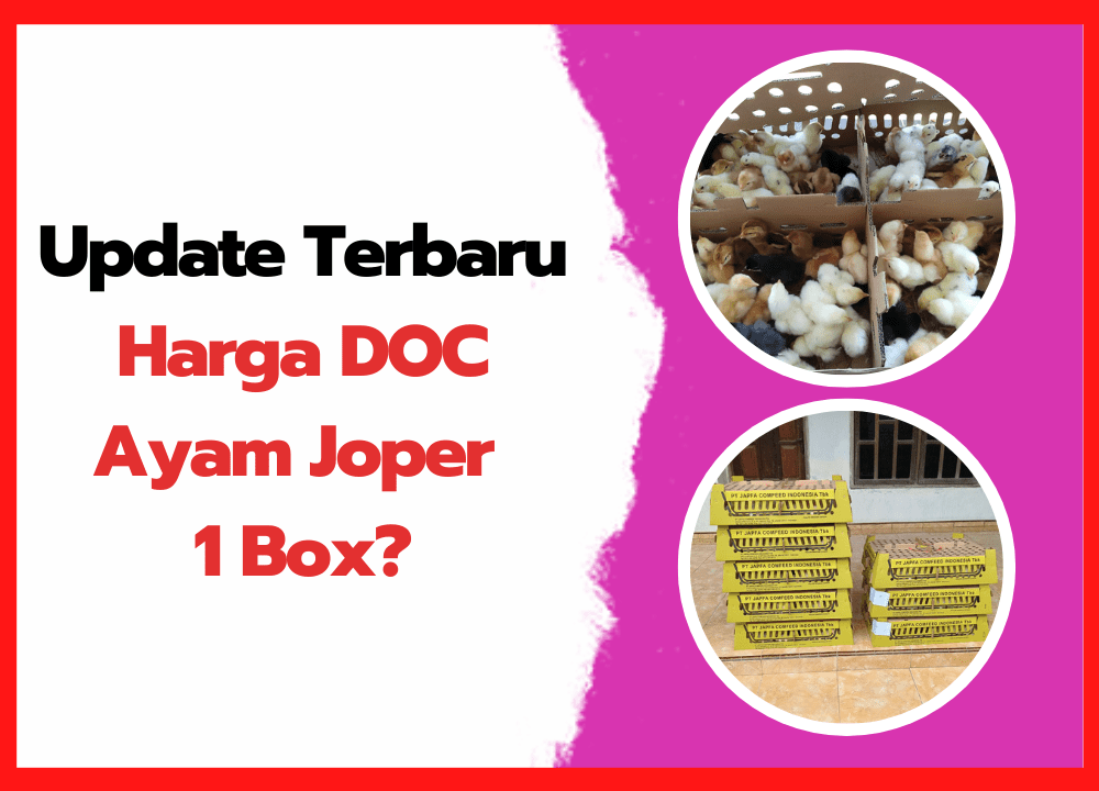 Update Terbaru Harga DOC Ayam Joper 1 Box | cover
