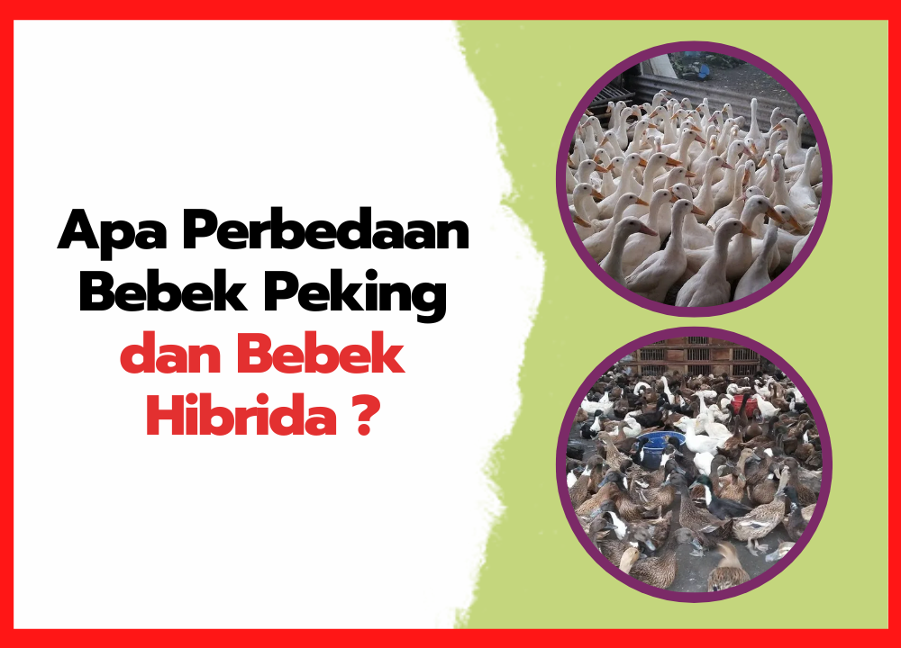 Apa Perbedaan Bebek Peking dan Bebek Hibrida ? | thumnail