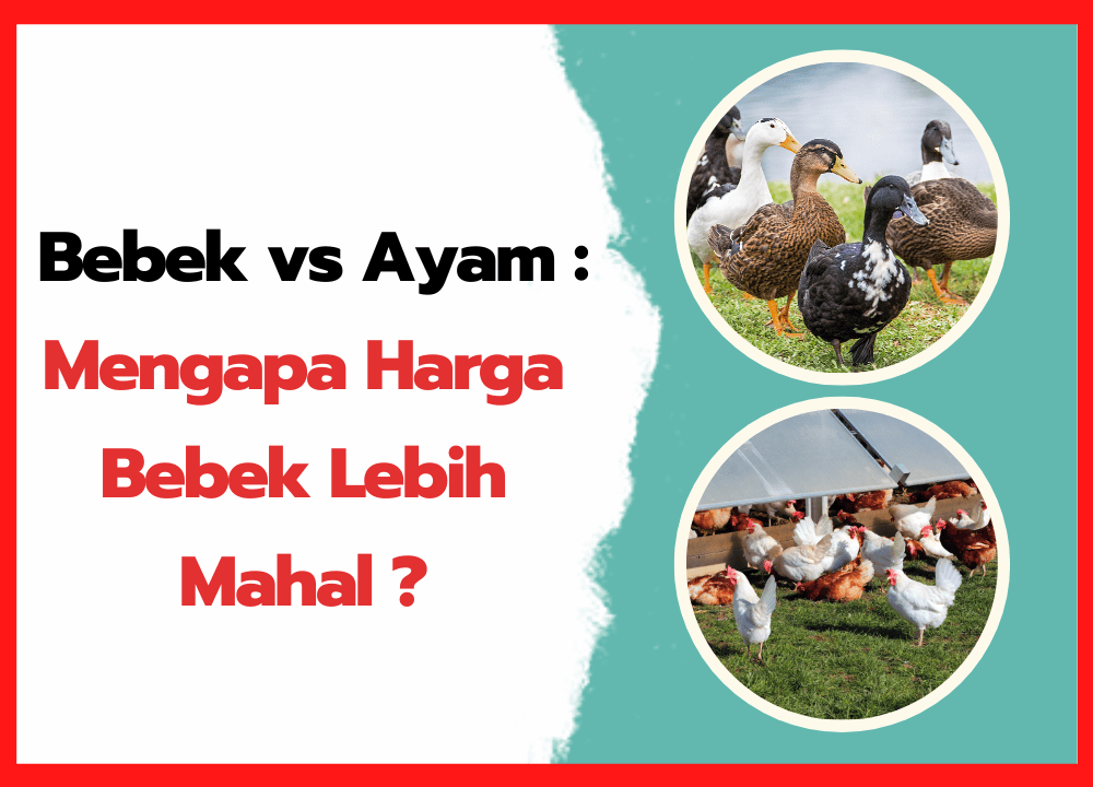 Bebek vs Ayam Mengapa Harga Bebek Lebih Mahal | cover