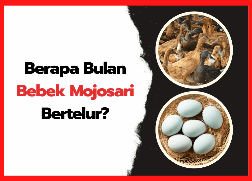 Berapa Bulan Bebek Mojosari Bertelur | cover